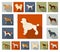 Dog breeds flat icons in set collection for design.Dog pet vector symbol stock web illustration.