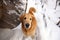 The dog breeds a golden retriever sits, raising his head and looking into the camera, in winter on the snow