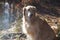 A dog breeds a golden retriever sits in the rays of sunlight on the shore of a forest lake