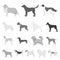 Dog breeds monochrome icons in set collection for design.Dog pet vector symbol stock web illustration.