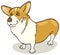 Dog breeds: Pembroke Welsh Corgi