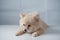 dog breeds or Pomeranian with brown hairs crouch or lying down on the white table with white background