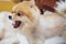 dog breeds or Pomeranian with brown hairs yawns and stands in living room