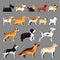 Dog breeds set. Vector flat illustration. Pets icons collection