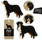 Dog Breeds set Vector illustration Bernese Mountain Dog Isolated objects