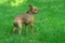 dog breeds that terrier on a green lawn