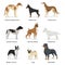 Dog breeds vector collection isolated on white background. Russian greyhound. Doberman. Greyhound. Danish Pointer. German Boxer.