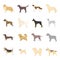 Dog breeds vector icon set in cartoon style.