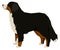 Dog Breeds Vector illustration Bernese Mountain Dog Isolated object