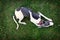Dog breeds whippe on summer nature, greyhound hunting dog. The d