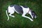 Dog breeds whippe on summer nature, greyhound hunting dog. The d