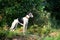 Dog breeds whippet, greyhound hunting dogs