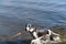 Dog breeds whippet on summer nature. A dog in the water plays wi