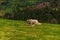 Dog briard runs over green pasture