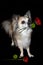 Dog brings congratulations with red roses