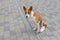 Dog with broken bandaged hind feet sitting on a pavement