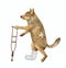 Dog with broken leg on crutch