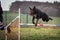 Dog brown Border collie is jumping agility.