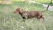 Dog brown dachshund walk on the nature park