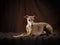 Dog on a brown drapery background. graceful Italian greyhound.