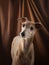 Dog on a brown drapery background. graceful Italian greyhound.