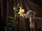 Dog on a brown drapery background. graceful Italian greyhound.