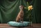 Dog on a brown drapery background. graceful Italian greyhound.