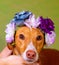 Dog brown posing with flowers in head background of Light colors