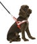 Dog brown with reflex harness.