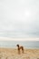 dog brown Vizsla stands on the shore on the sand on the beach intently looks into the distance