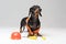 Dog builder dachshund in an orange construction helmet with various construction tools screwdriver, pliers, isolated on gray bac