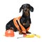 Dog builder dachshund in an orange construction helmet with various construction tools screwdriver, pliers, isolated on white ba