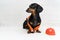 Dog builder dachshund in an orange construction helmet and a vest, against a white brick wall background