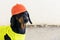 Dog builder dachshund in an orange construction helmet at the white background