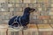 Dog builder dachshund wrapped in white wires at the brick wall background