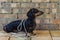 Dog builder dachshund wrapped in white wires at the brick wall background