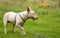 A dog (Bull terrier) playing