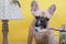 Dog bulldog brushes his teeth sitting on a yellow background in a photo studio and carefully peering into toothpaste.