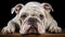 dog bulldog english white