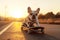 dog bulldog skateboarder rides skateboard in summer on road at sunset. Generative AI