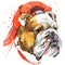 Dog Bulldog T-shirt graphics. dog Bulldog illustration with splash watercolor textured background. unusual illustration watercolor