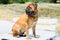 Dog bullmastiff sitting on bench