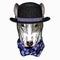 The dog. Bullterrier portrait. Animal head. Bowler hat.