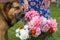 Dog and a bunch of autumn flowers,dog shepherd near bouquets of autumn sniffs