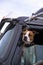 The dog in the cab of the truck is real companion and bodyguard