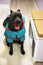 Dog cane corso italian mastiff in wintercoat