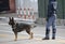 Dog Canine Unit of the police and a police officer in uniform