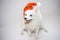 A dog in the cap of Santa