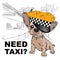 Dog in a cap taxi driver. Dog on the background of the city. Vector illustration