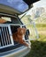 dog in a car in a cage. Traveling with a pet by car. nova scotia duck tolling retriever at weekend